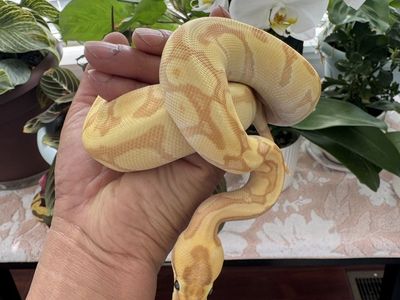 Male ball python Banana,super enchi ,Od poss fire ,50%het clown. Pretty sure it’s het clown with that head stamp