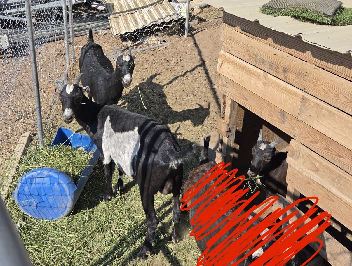 3 Nubian mixed with la mancha goats