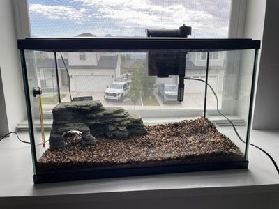 20 gallon fish tank