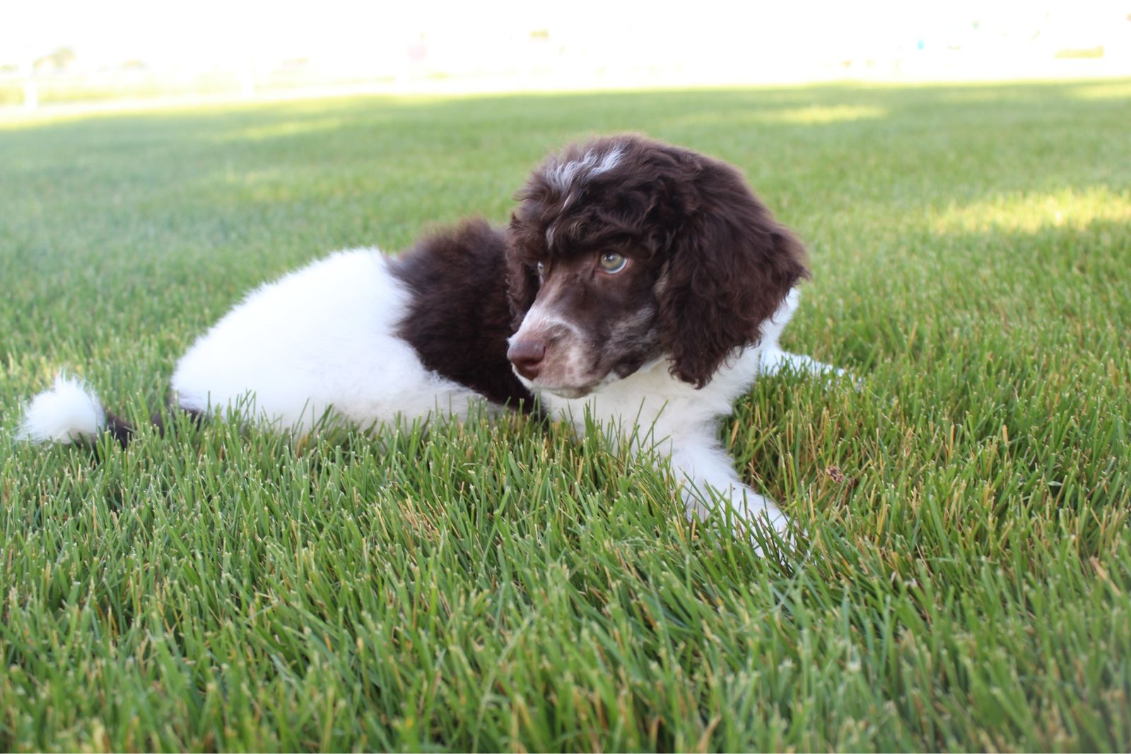 AKC Standard Poodle Puppies