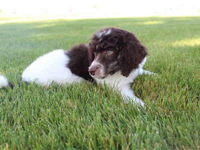 AKC Standard Poodle Puppies
