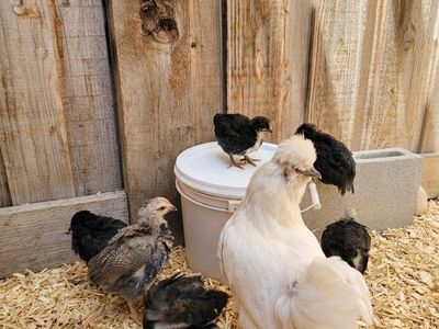 pullets