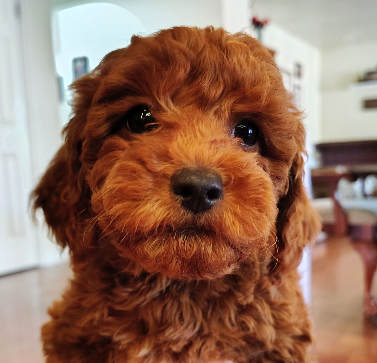 4th Gen Micro Goldendoodle Puppy Golden Retriever Poodle F3B F1B Mini Red