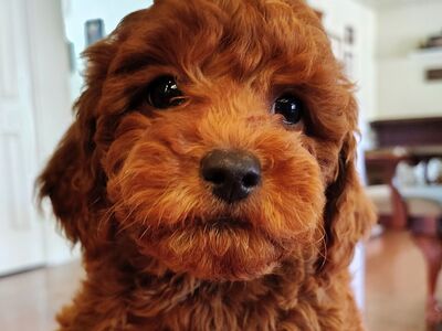 4th Gen Micro Goldendoodle Puppy Golden Retriever Poodle F3B F1B Mini Red