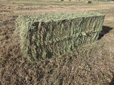 grass/alalfa mix