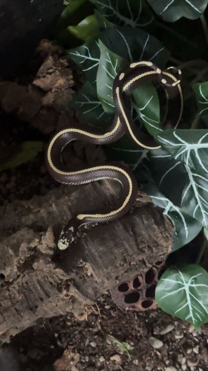 Kingsnake for rehab
