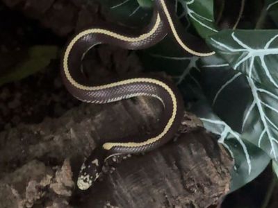 Kingsnake for rehab