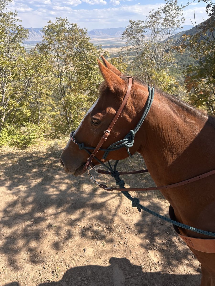 Great Trail Horse