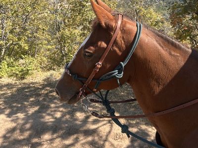 Great Trail Horse