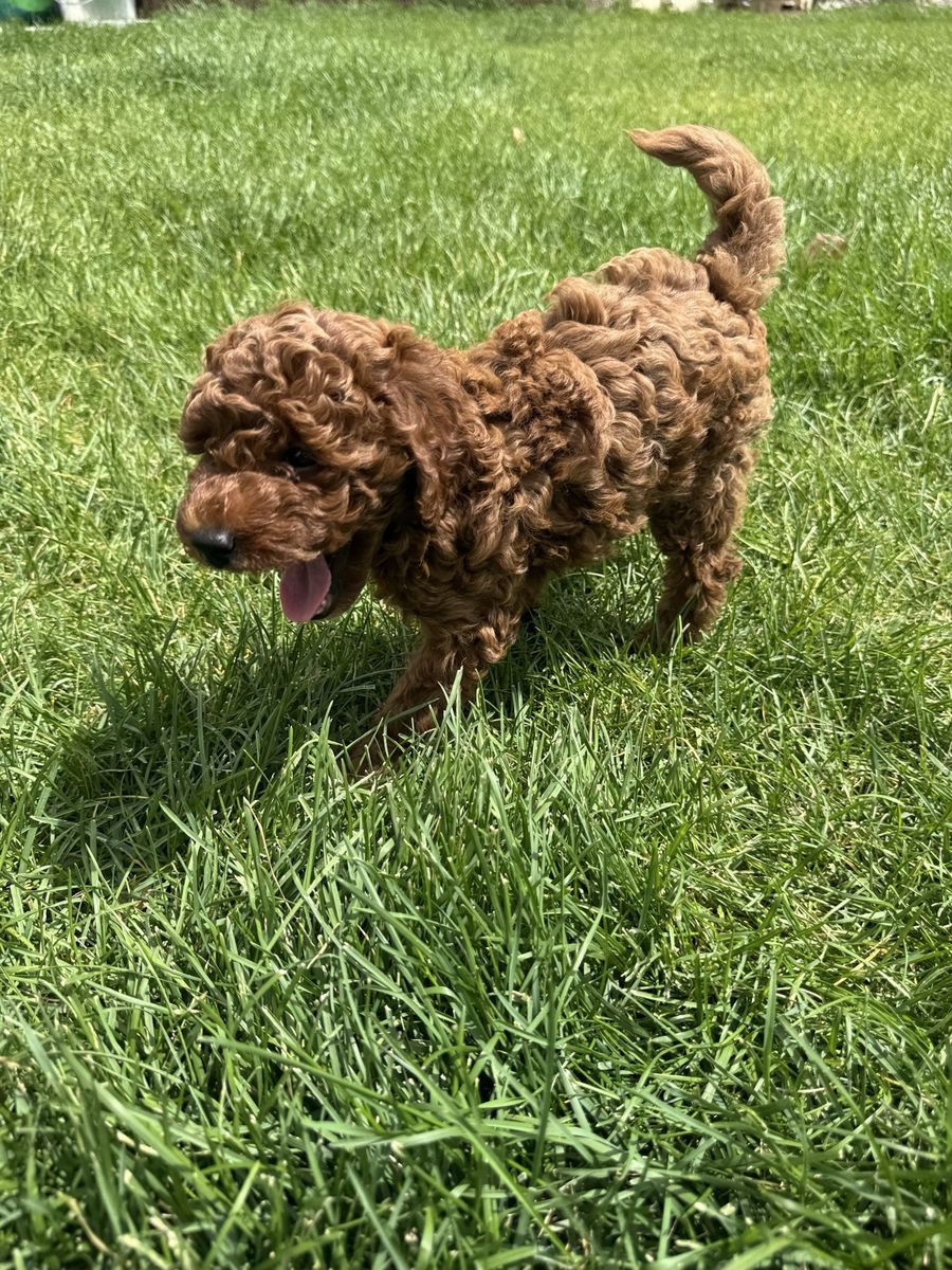 Red Poodle 