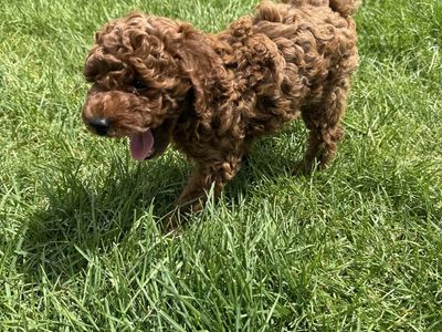 Red Poodle