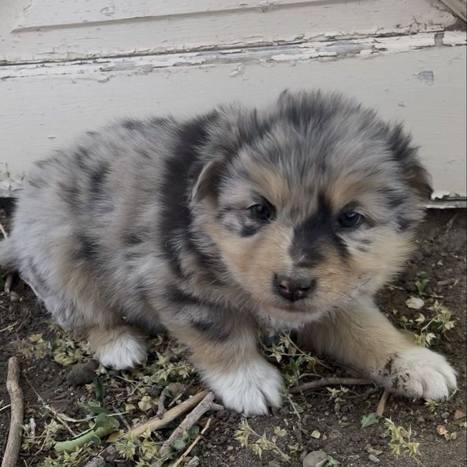 Purebred Australian Shepherd Puppies