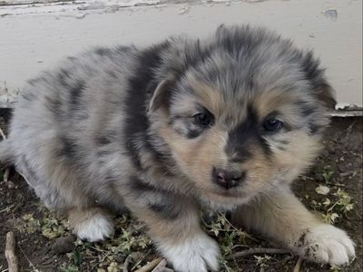 Purebred Australian Shepherd Puppies