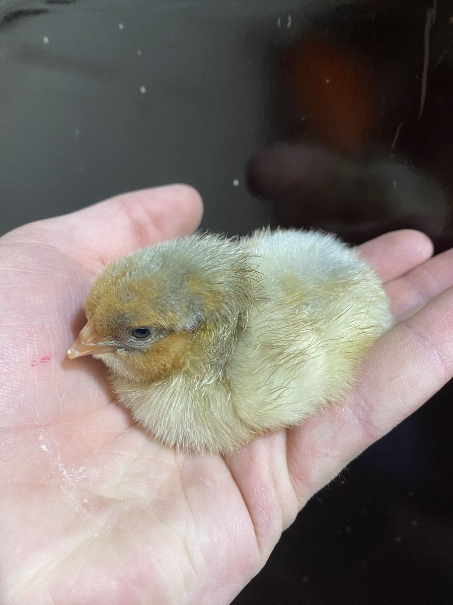 Blue Laced Red Wyandotte Chicks