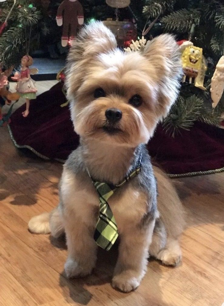 Purebred Yorkie