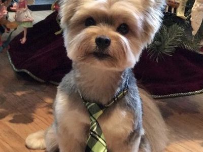 Purebred Yorkie