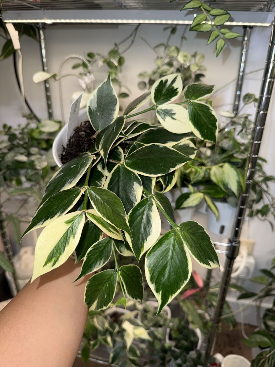 Hoya polyneura (outer variegated) - Plant