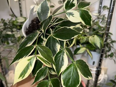 Hoya polyneura (outer variegated) - Plant