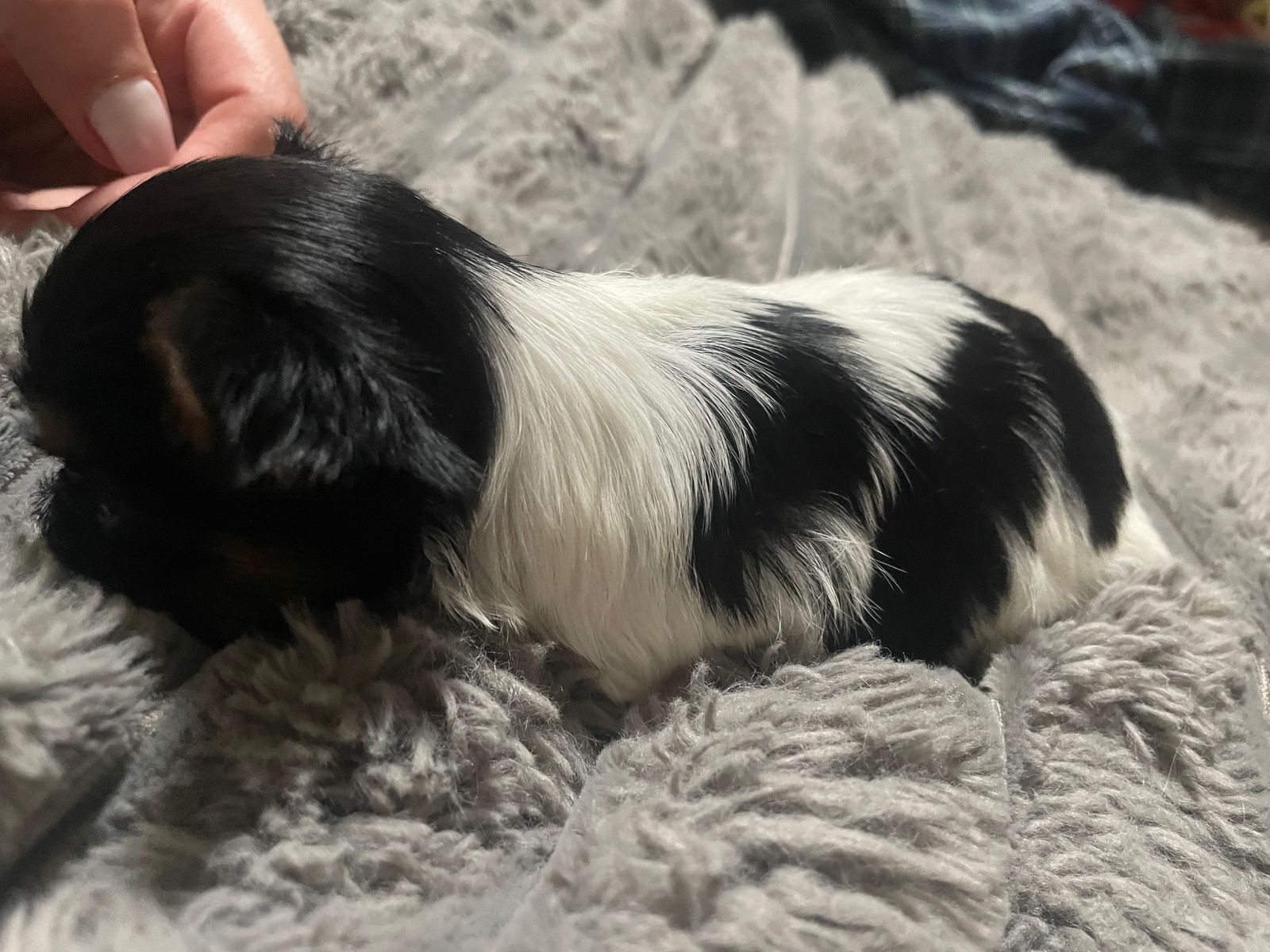 Yorkshire mini toy male female