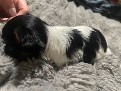 Yorkshire mini toy male female