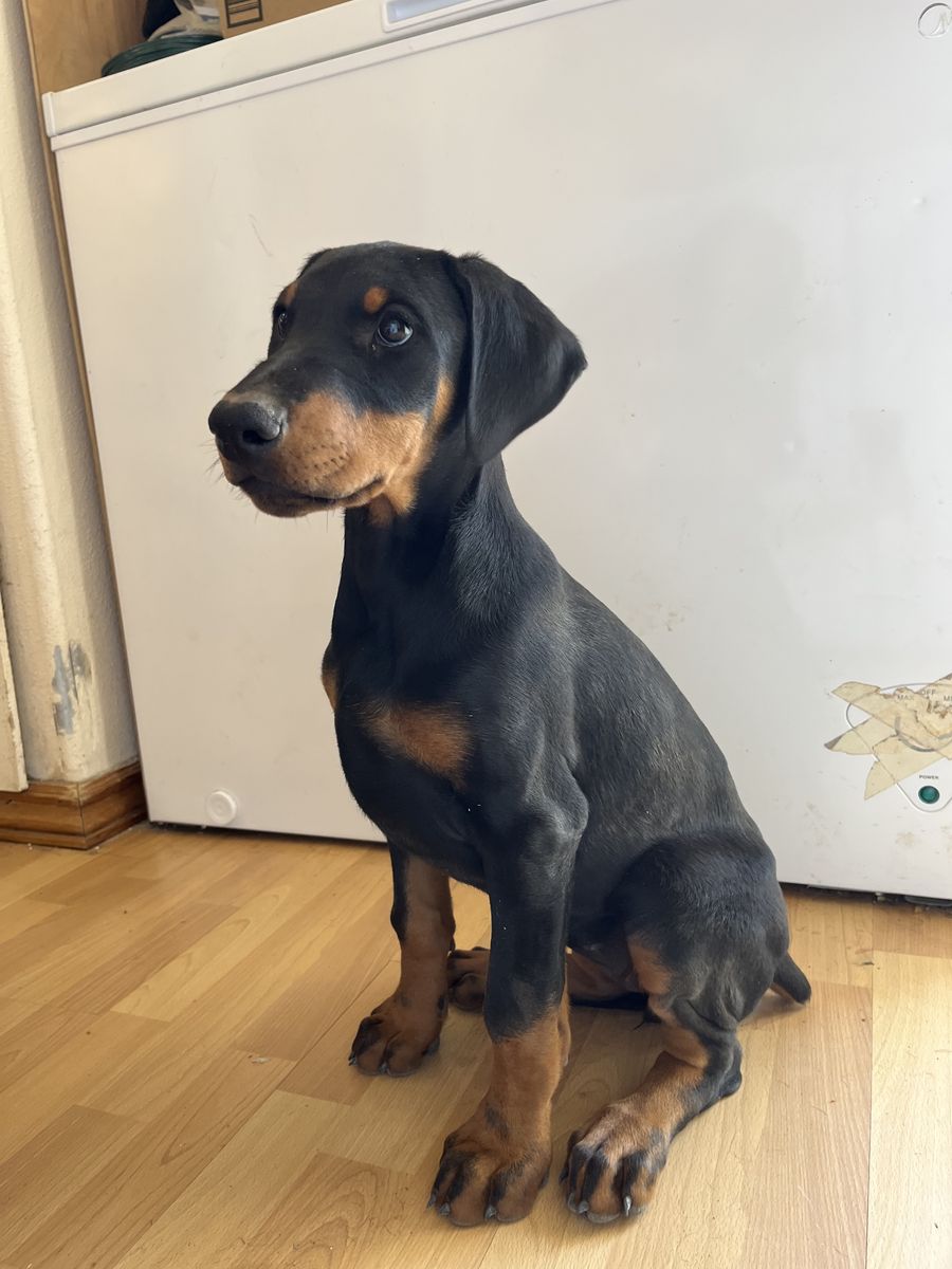 AKC Registered Purebred Doberman Puppy