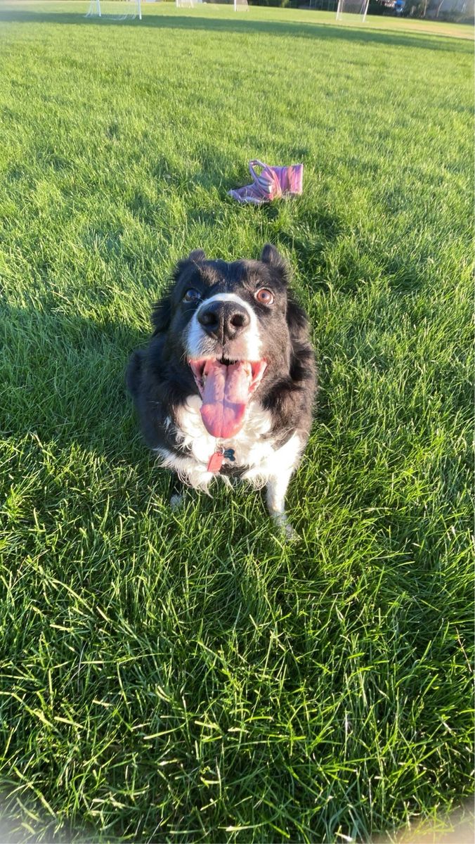 Senior dog in need of home