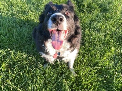 Senior dog in need of home