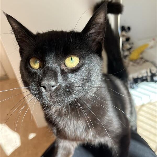 Hello my name is Night Shade