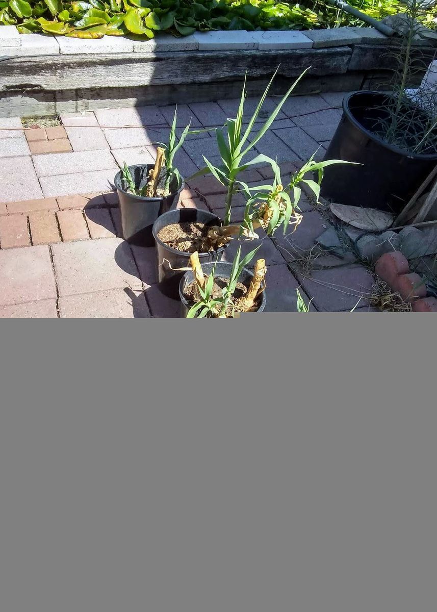 Bamboo Starts