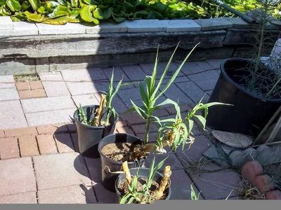 Bamboo Starts