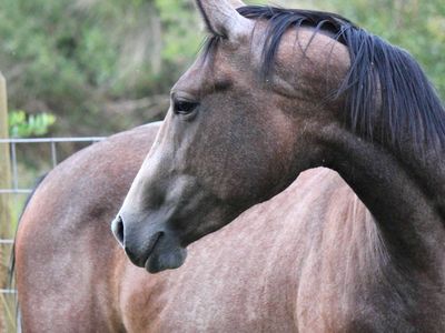 Barrel/Roping prospect