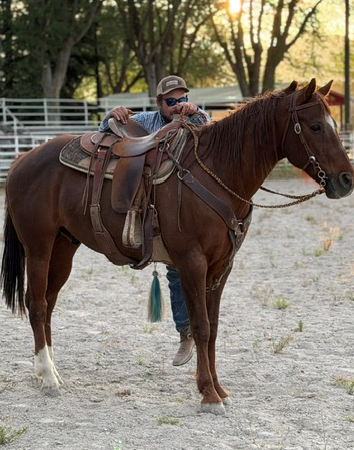 9 Year-Old Sorrel Gelding - Remington