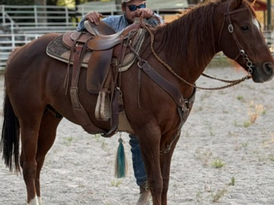 9 Year-Old Sorrel Gelding - Remington