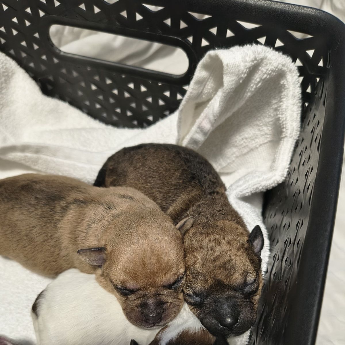 Chihuahua puppies