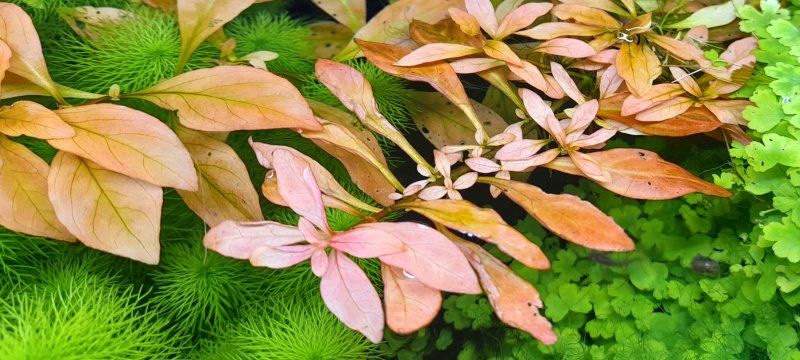 ludwigia Atlantis (dark orange) aquarium plant