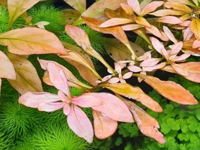 ludwigia Atlantis (dark orange) aquarium plant