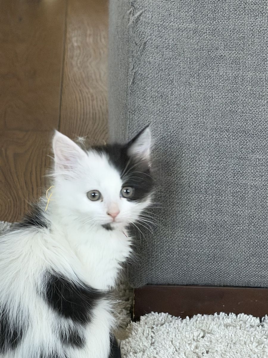 Fluffy Kittens Ready for New Homes!