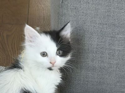 Fluffy Kittens Ready for New Homes!