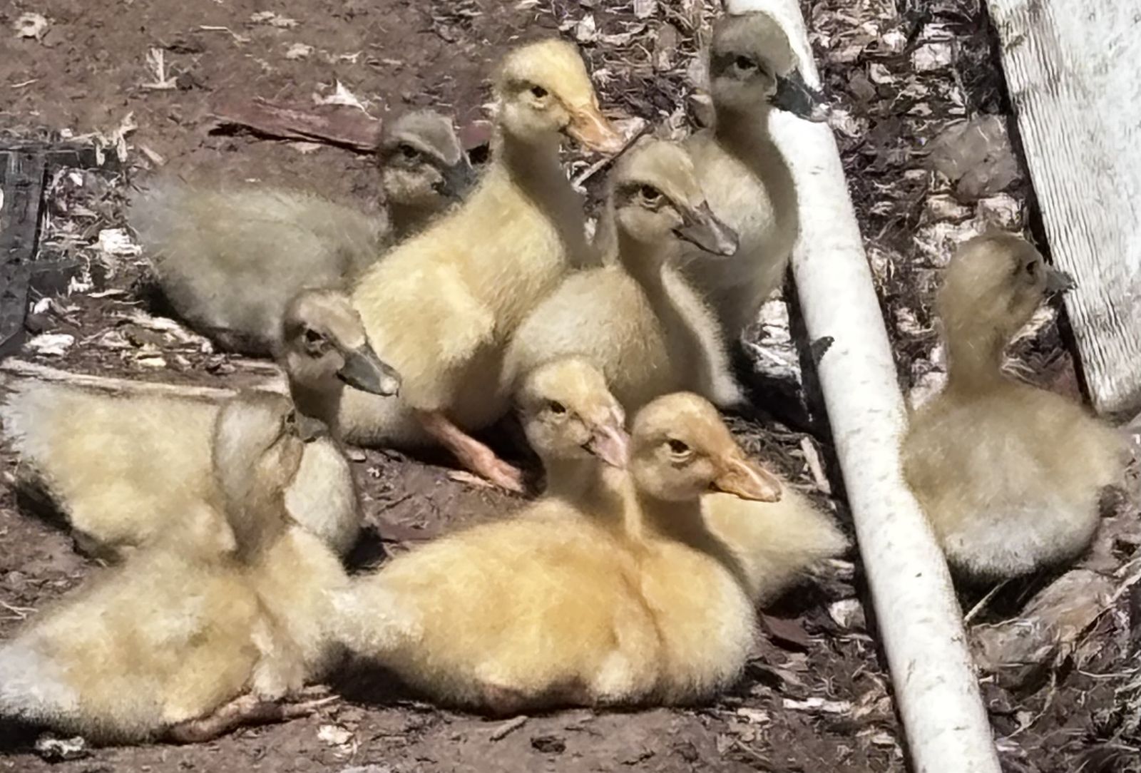 Baby ducks