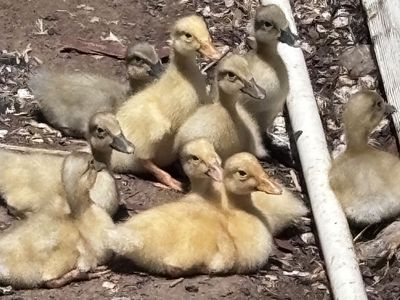 Baby ducks