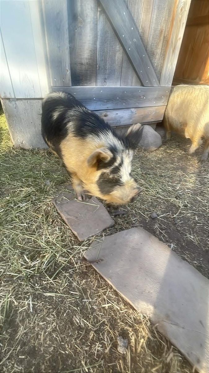 Intact KuneKune Boar