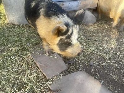Intact KuneKune Boar