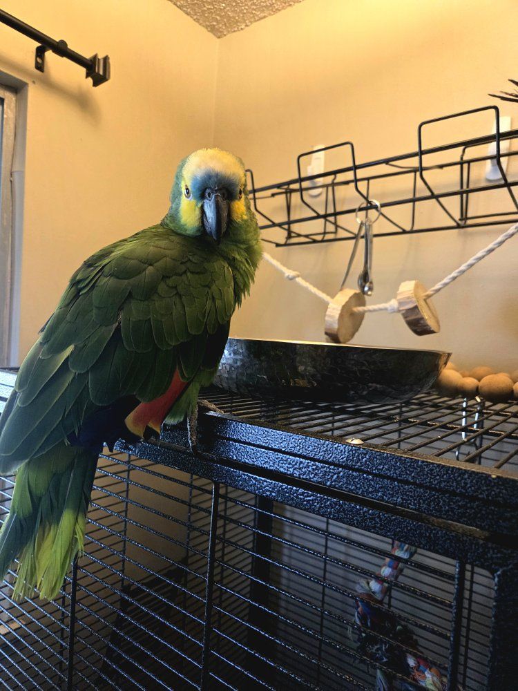 Blue fronted Amazon Parrot