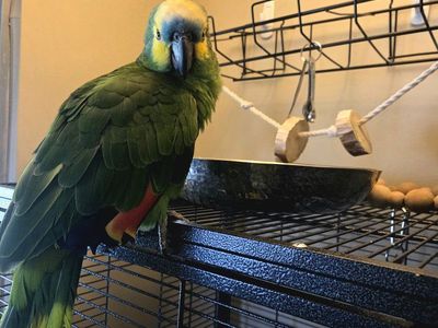 Blue fronted Amazon Parrot