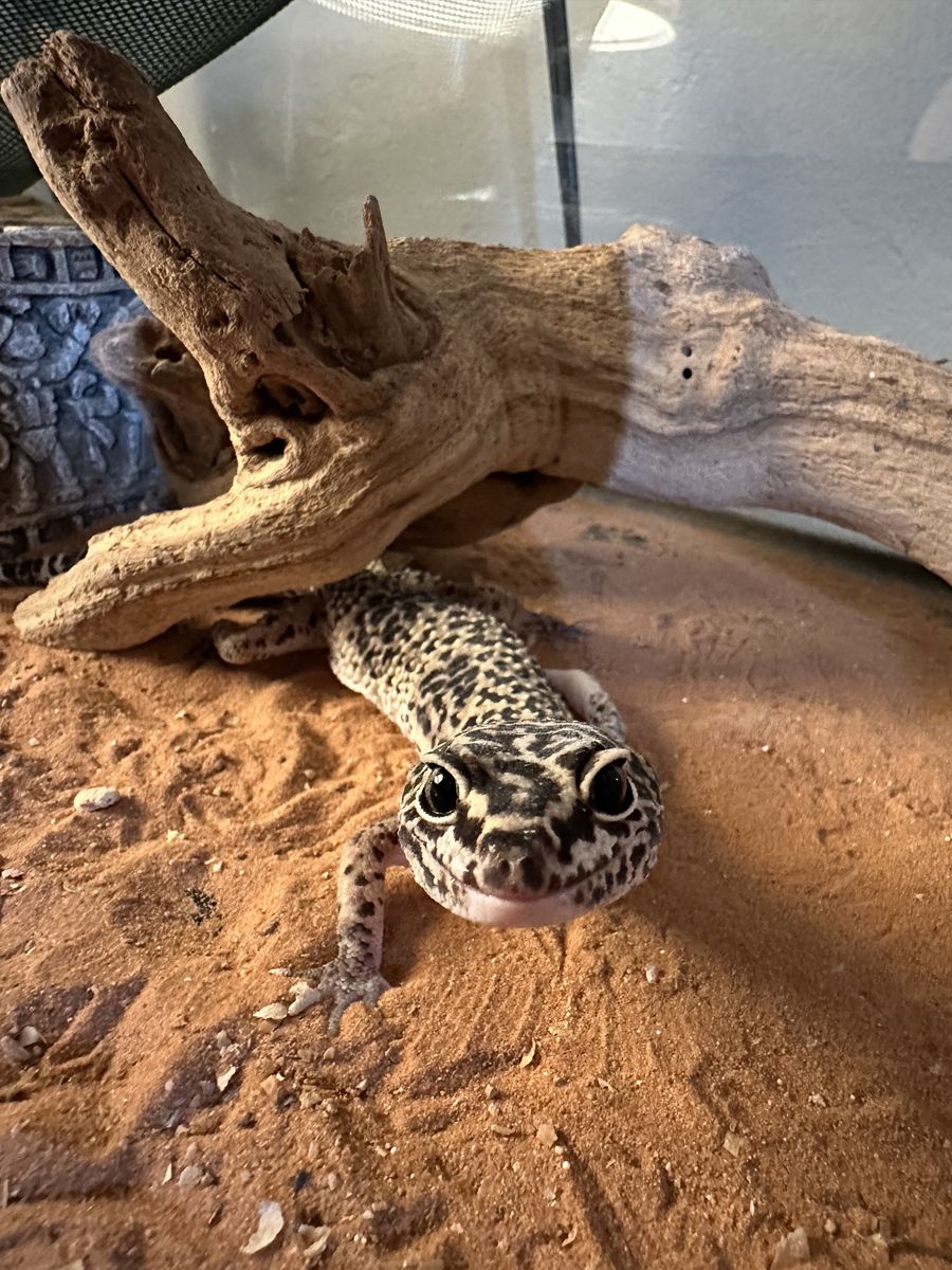 Leopard Gekos (Everything Included)