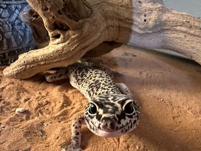 Leopard Gekos (Everything Included)