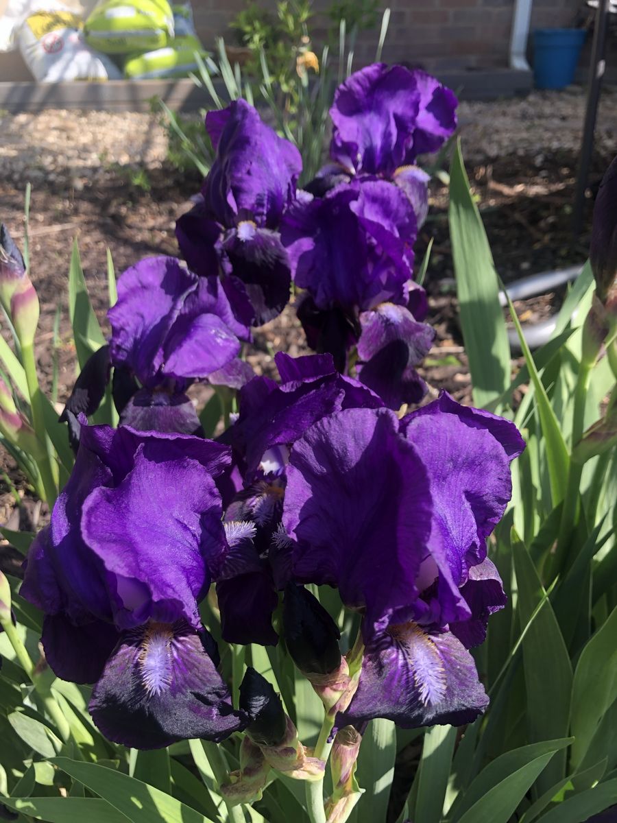 Iris
