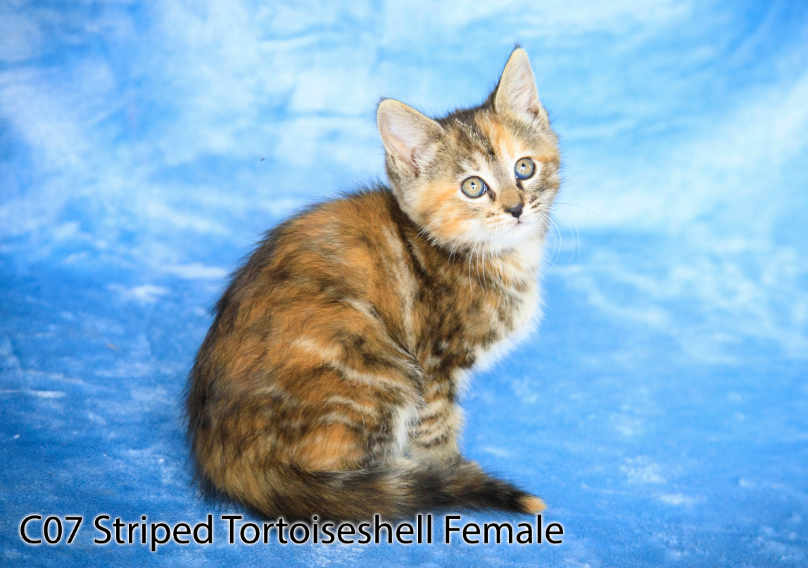 Kittens for Sale