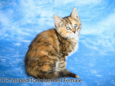 Kittens for Sale