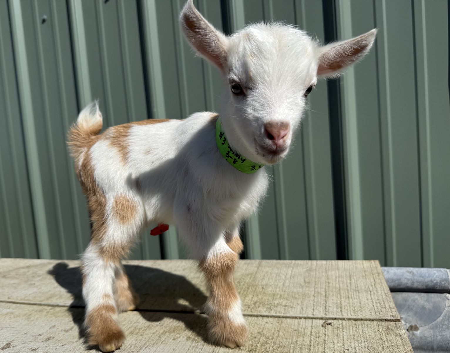 Nigerian Dwarf Bottle Buckling
